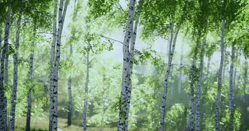 Lush Green Birch Forest Under a Bright Morning Sun