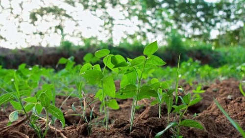 Dry fields are ready to be planted with various types of plants