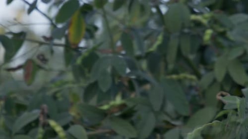 Woman hand harvesting red pigeon peas fruit (Legume) with in the garden with blurry background