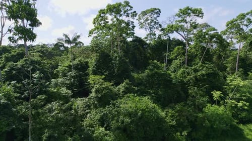 Aerial: Thick canopy green jungle trees in the Amazon rainforest, thick vegetation