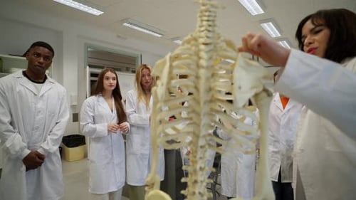 Anatomy Students Study Human Skeleton in Science Classroom
