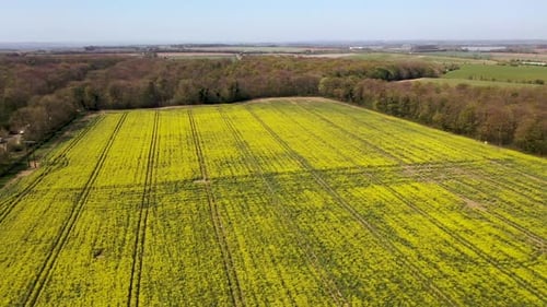 Aerial drone footage of a large farmers field in the spring time showing rows of yellow Rapeseed