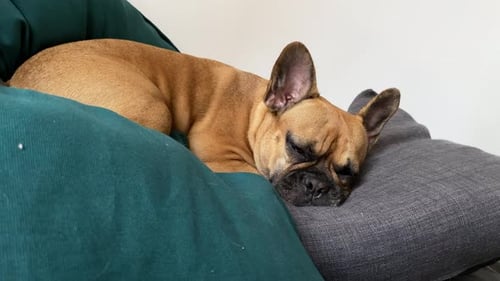 Adorable and cute pet dog lying and resting on a couch.Close up view.