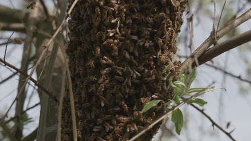 Flying bees around a bee swarm.