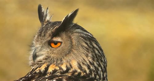 Portrait of Eurasian eagle-owl ( Bubo bubo), France
