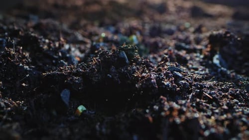 Closeup Timelapse Video of Green Plant Sprout Emerging From the Soil in Spring