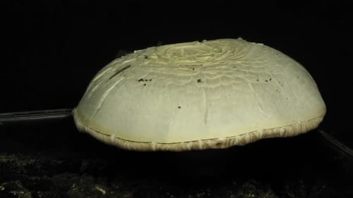 Mushroom Growth Time Lapse in a Dark Setting