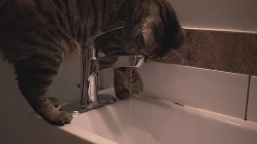Striped Cat Drinking Water from Bathroom Faucet