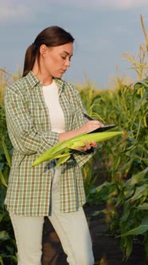 Female Farmer Harvesting Corn in the Field on a Sunny Day