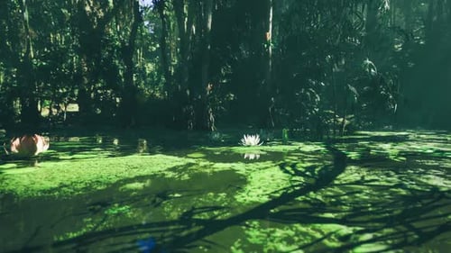 Cadre marécageux paisible Environnement aquatique serein regorgeant de vie