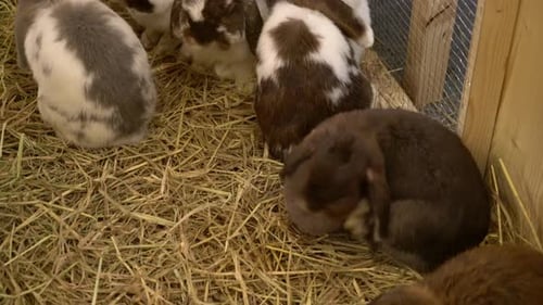 cute rabbit in a farm