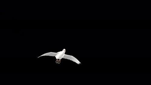 Wedding Dove - White Pigeon Bird with EngagementRings - Flying Transition - III - Alpha Channel - 4K