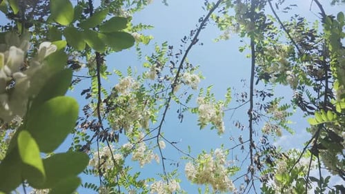 Vol ascendant jusqu'à la cime d'un acacia blanc ou d'un criquet noir à fleurs blanches