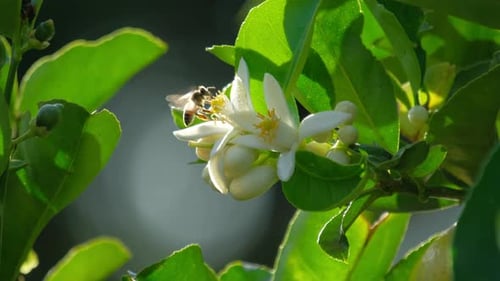 Bee collects nectar from the white flower in the tropical garden