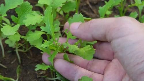A close-up view of a person's hand gently holding vibrant green salad leaves in a garden