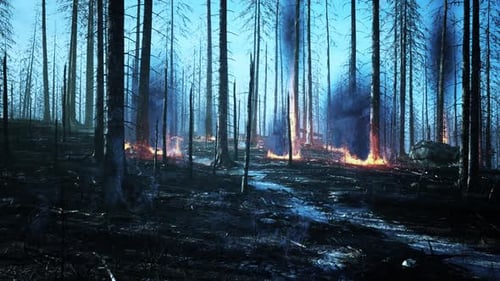 Forest Fire with Fallen Tree is Burned to the Ground
