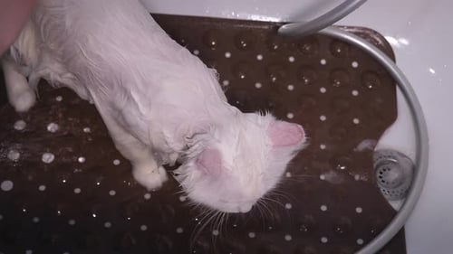 White Cat Gets a Bath in a Sink
