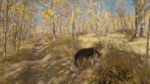 Dog Walking Through Autumnal Forest Trail