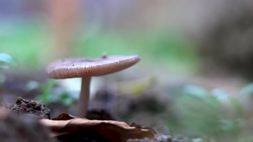 Mushroom Growing in Forest Environment