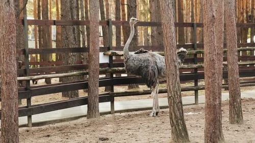 Avestruz fazendo xixi em Ecozoo Avestruz indo ao banheiro Avestruz no zoológico perto do parque e das árvores
