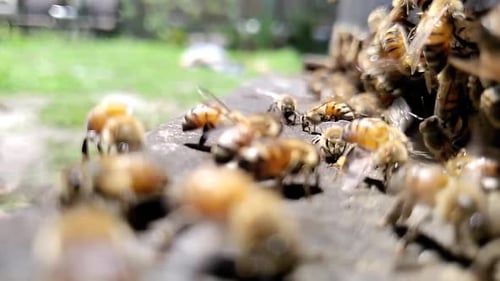 Bienen summen und fliegen in Zeitlupe am Rand einer Bienenstockbox in 30p 1080p