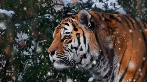 Porträt eines männlichen Sibirischen oder Amurtigers, der bei Schneefall in Zeitlupe auf fallenden Schnee starrt
