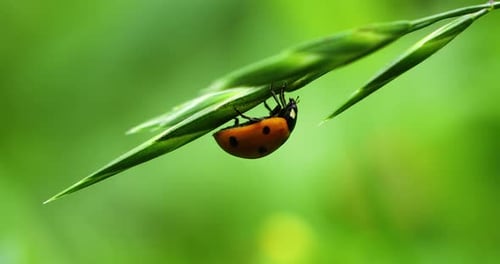 Close up Macro video of a ladybug upside down on a plant.