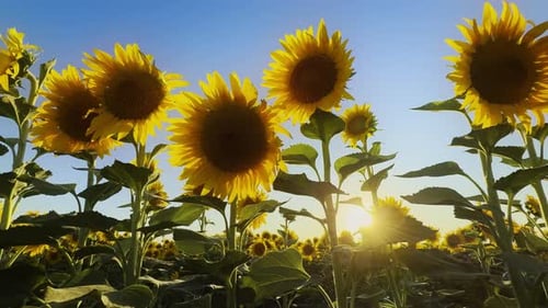 Golden Yellow Sunflower Plant In Field In Warm Sunlight 54