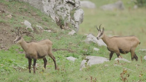 Primer plano de un grupo de rebecos y cachorros en lo alto de las montañas. (4K)