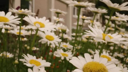 Cinematic push through white daisies in garden during spring