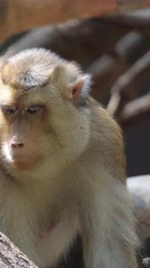 Vidéo verticale d'un magnifique singe sur un arbre dans la savane africaine