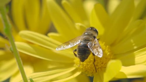 Insect Pollinating a Vibrant Yellow Flower Up Close