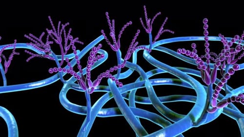 Microscopic view of fungal hyphae and spores