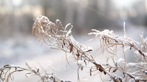 Zweige, trockenes Gras, Blumen gegen die Sonne an sonnigen Tagen im Winter, verschneite Felder, saisonale Kälte, Natur