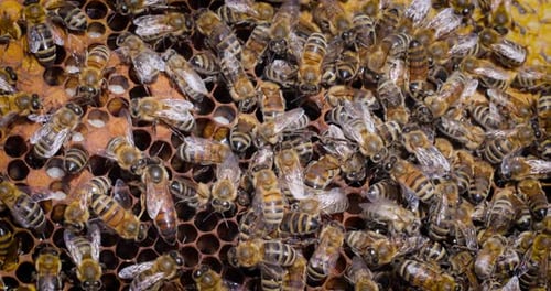 Honigbienen arbeiten an einer Wabennahaufnahme. Bienen sind den Menschen vor allem für ihre Ökologie bekannt