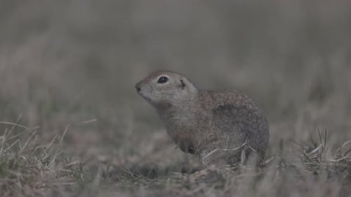 Alert Gopher Standing in Dry Grassy Field