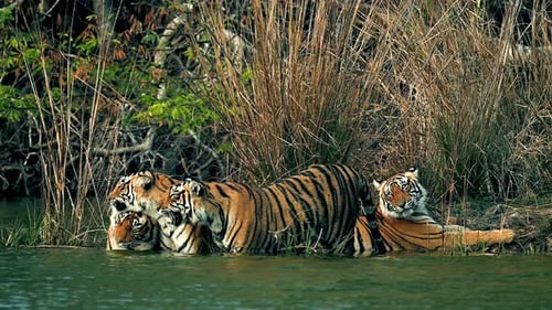 Bengal Tigers drinking and resting by a river stream in India