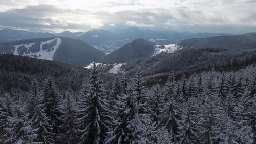 Aerial View of Winter Fir Forest in Carpathian Mountain Landscape Sun Shining Through Cloudy Sky