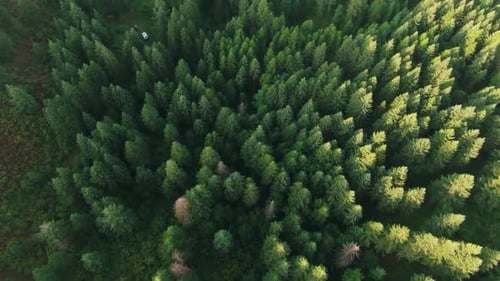 Aerial top down of deep forest 4K