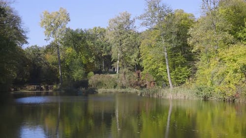 A serene forest scene with tall green trees by a calm lake, reflecting the blue sky