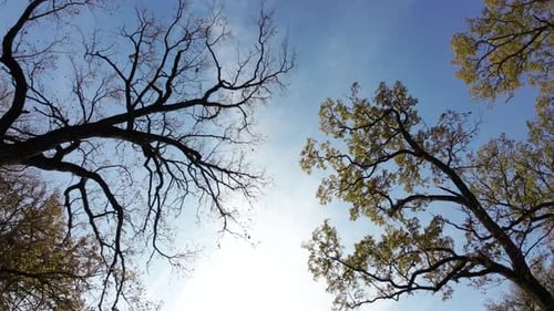 Low Angle View of forest. Flying from bottom to top throw the forest trees.