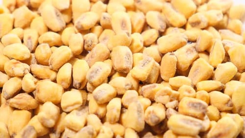 Fried Salty Corn Kernels Rotate in a Circle Delicious Corn