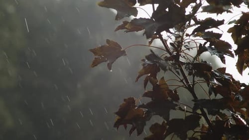 Falling Raindrops As The Leaves Blown By The Wind With The Blurry Background During Rainy Day. - clo