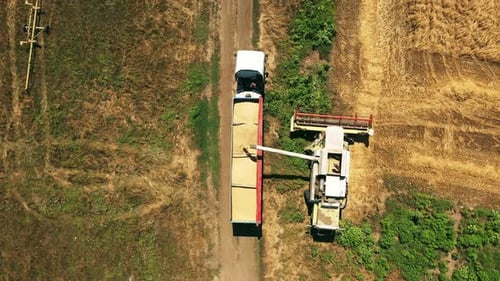 Aerial Drone View Harvester Working in Wheat Field Harvesting Combine Machine Cutting Cultivated