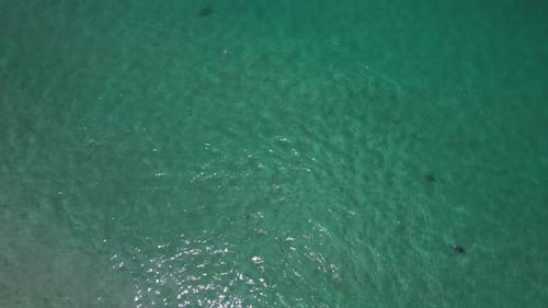 Top Down View Of Sharks In Blue Ocean, NSW, Australia - Drone Shot
