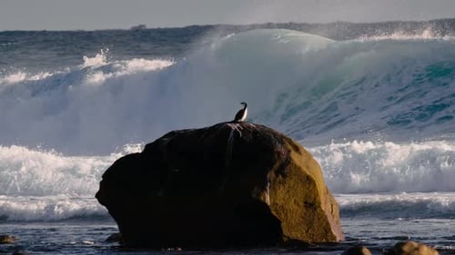 Pied Cormorant amidst epic ocean waves