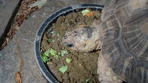 Closeup of a Radiated Tortoise eating leafy greens and veggies from a bowl in a conservation setting