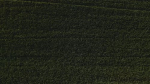 Aerial Top Down View of the Green Agricultural Field Drone Quickly Takes Off Over