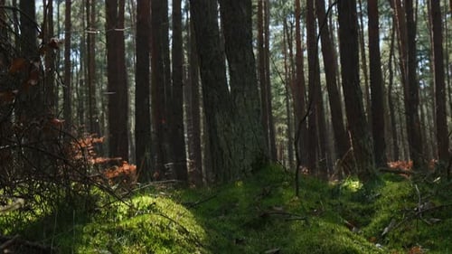 Beautiful Pine and Fir Forest with Thick Layer of Green Moss Covering the Forest Floor Scenic View