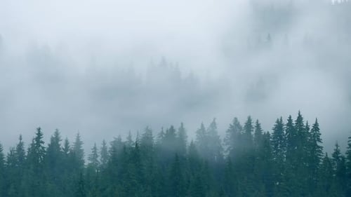 Timelapse Rainy Weather Mountains Misty Fog Forest Tree Wood Pine